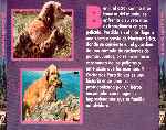 miniatura 4-cachorros-para-salvar-por-pred10 cover divx