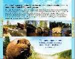 miniatura mechon-blanco-las-aventuras-del-pequeno-castor-por-quiromatic cover divx