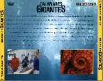 miniatura national-geographic-calamares-gigantes-por-jrc cover divx