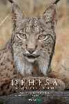 Dehesa, el bosque del lince ibérico