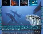 carátula trasera de divx de Deep Blue - V2