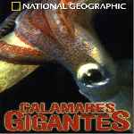 carátula frontal de divx de National Geographic - Calamares Gigantes
