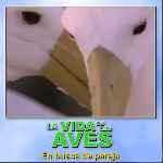 carátula frontal de divx de Bbc - La Vida De Las Aves - Capitulo 07