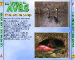 carátula trasera de divx de Bbc - La Vida De Las Aves - Capitulo 07