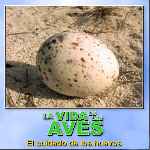 carátula frontal de divx de Bbc - La Vida De Las Aves - Capitulo 08