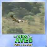 carátula frontal de divx de Bbc - La Vida De Las Aves - Capitulo 01