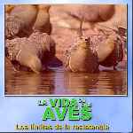 carátula frontal de divx de Bbc - La Vida De Las Aves - Capitulo 10