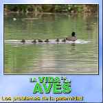 carátula frontal de divx de Bbc - La Vida De Las Aves - Capitulo 09