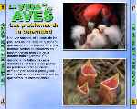 carátula trasera de divx de Bbc - La Vida De Las Aves - Capitulo 09