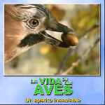 carátula frontal de divx de Bbc - La Vida De Las Aves - Capitulo 03