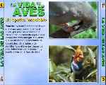 carátula trasera de divx de Bbc - La Vida De Las Aves - Capitulo 03
