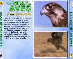 carátula frontal de divx de Bbc - La Vida De Las Aves - Capitulo 04