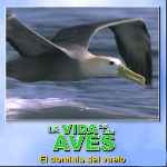 carátula frontal de divx de Bbc - La Vida De Las Aves - Capitulo 02