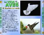 carátula trasera de divx de Bbc - La Vida De Las Aves - Capitulo 02