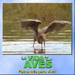 carátula frontal de divx de Bbc - La Vida De Las Aves - Capitulo 06