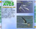 carátula trasera de divx de Bbc - La Vida De Las Aves - Capitulo 06